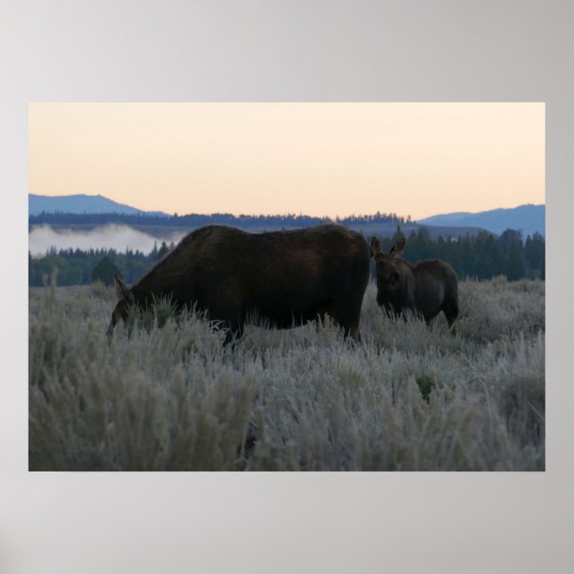 Poster Moose Grazing at Sunrise em Grand Teton (Frente)