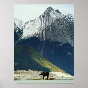 Poster Moose no Lago Medicine