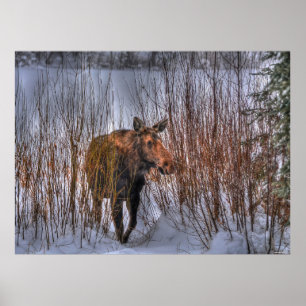 Pôster Moose Selvagem Canadiana na neve do inverno
