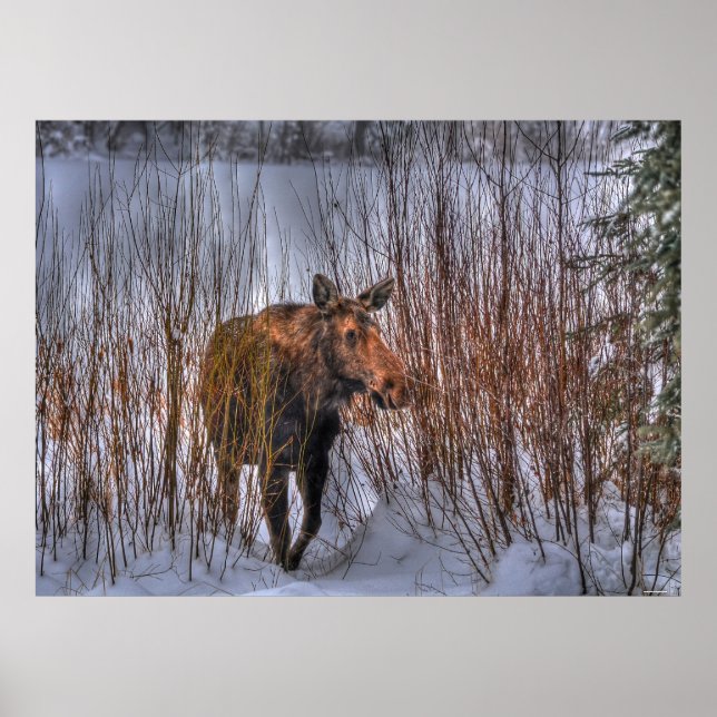 Pôster Moose Selvagem Canadiana na neve do inverno (Frente)