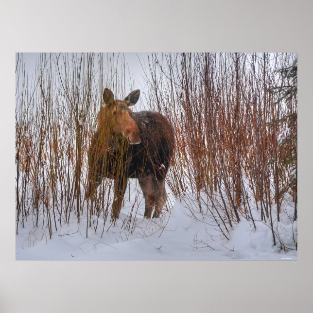Poster Moose Selvagem Canadiana na Neve Inverno III (Frente)