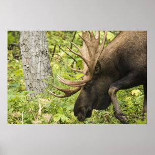 Poster Moose Sensante