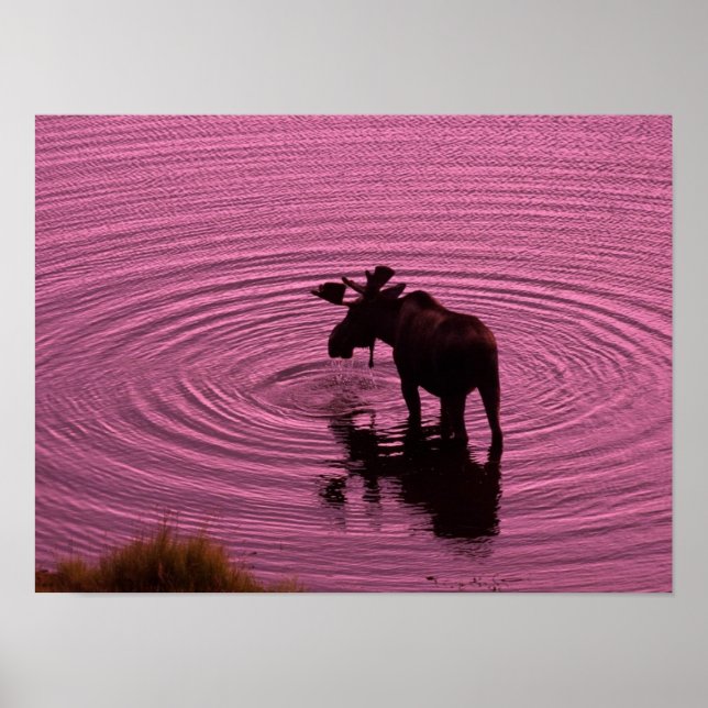 Poster Moose Silhouette (Frente)