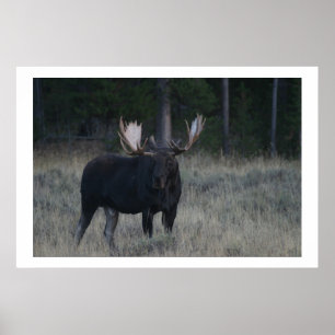 Poster Moose Vigorosa