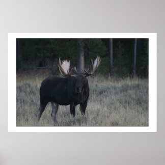 Poster Moose Vigorosa