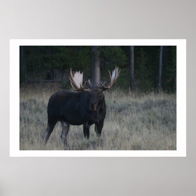 Poster Moose Vigorosa (Frente)