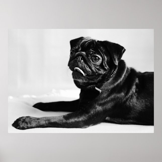 Pôster Mops (Frente)