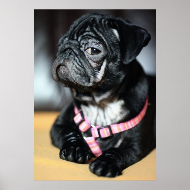 Pôster Mops (Frente)