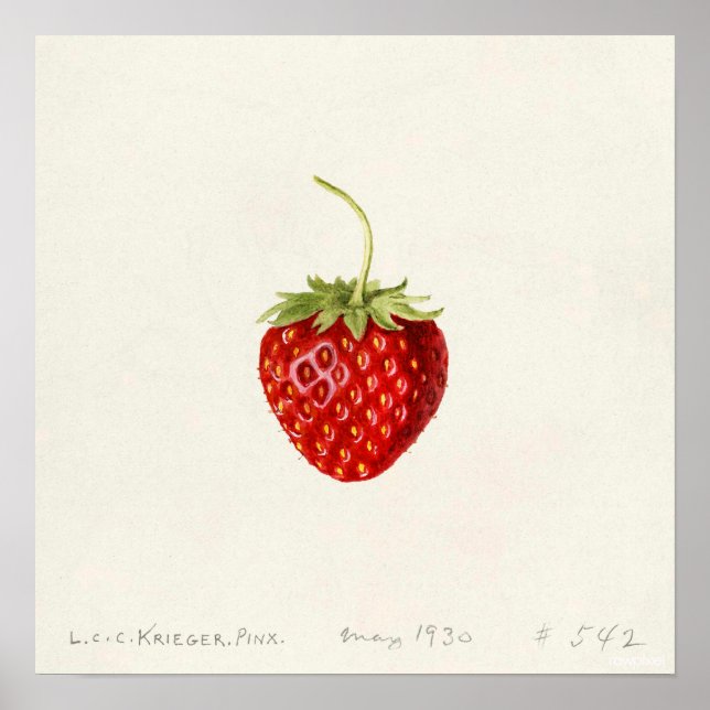 Poster Morango (por Louis C.C. Krieger) (Frente)