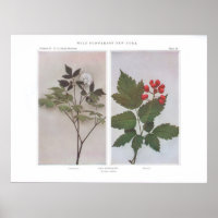 Morango Vermelho (Flores e Frutas) - Actaea rubra