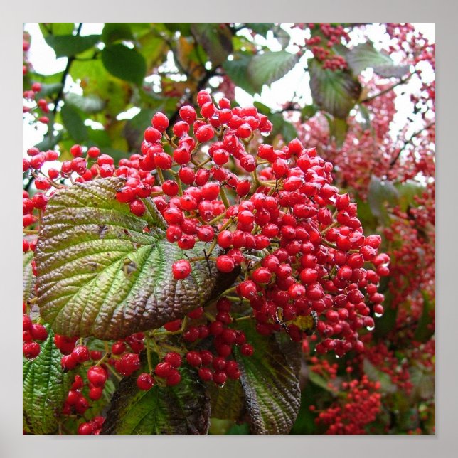 Poster Morangos (Frente)