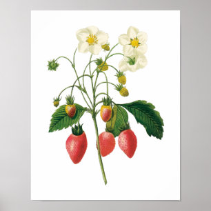 Poster Morangos da comida das bagas da fruta do vintage