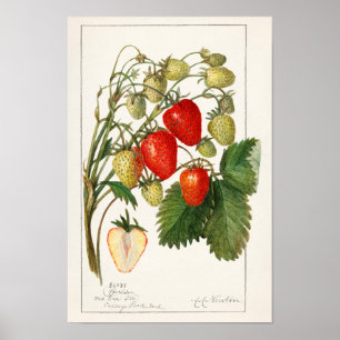 Poster Morangos (Fragaria) Fruta