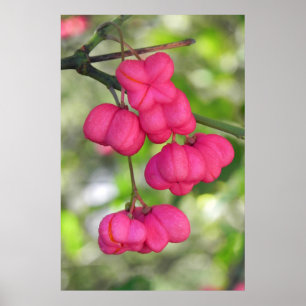 Poster Morangos rosados