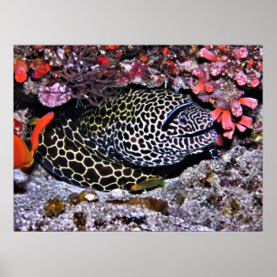 Poster Moray e Amigos