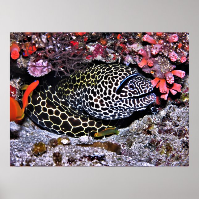 Poster Moray e Amigos (Frente)