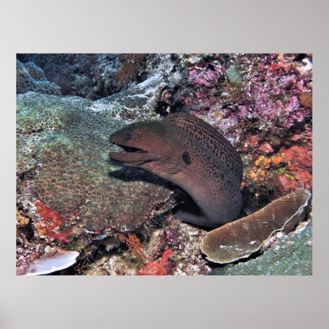 Poster Moray Emerging (Frente)