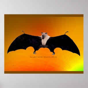 Poster Morcego-da-fruta-indiano