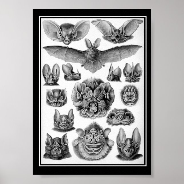 Pôster Morcegos! (Frente)