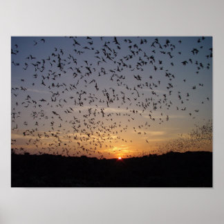 Poster Morcegos na asa em Carlsbad Caverns
