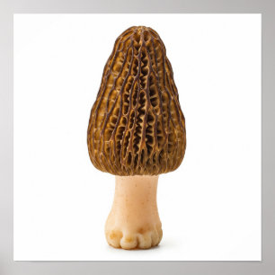Poster Morel Mushroom