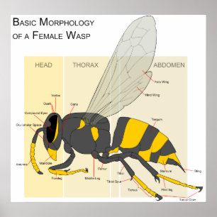 Poster Morfologia básica de um diagrama Wasp feminino