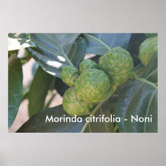 Pôster Morinda citrifolia - Noni
