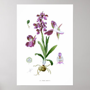 Pôster Morio de Orchis