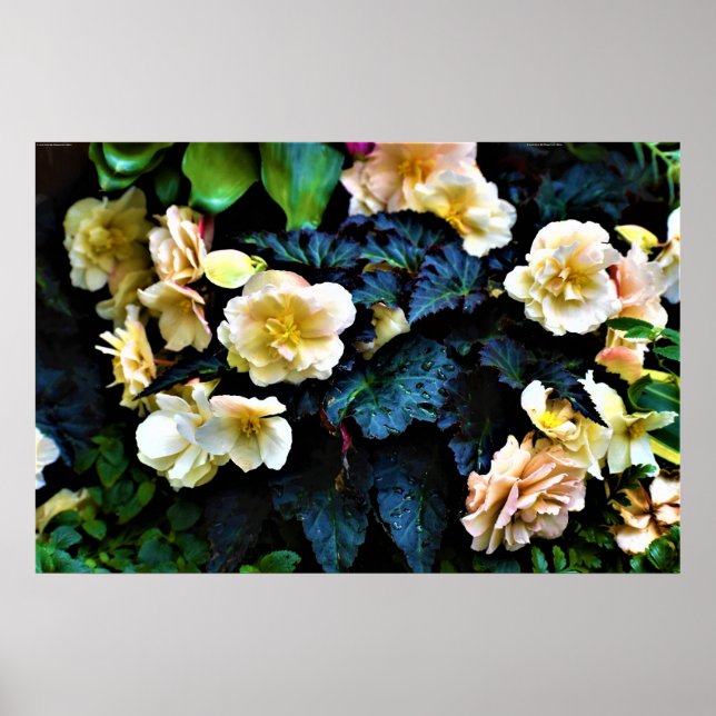 Poster Morning Dew, (Frente)