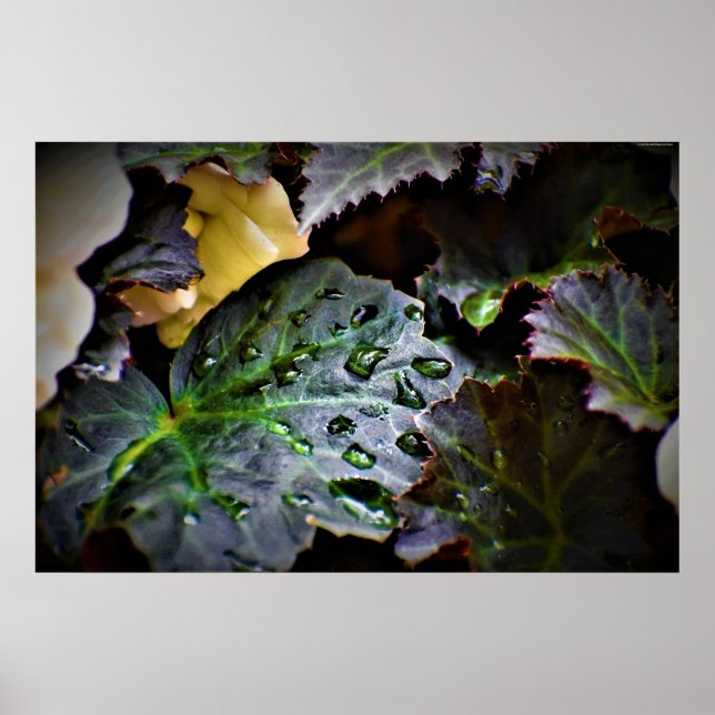 Poster Morning Dew, (Frente)