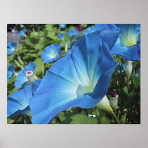 Pôster Morning Glories on Cape Cod