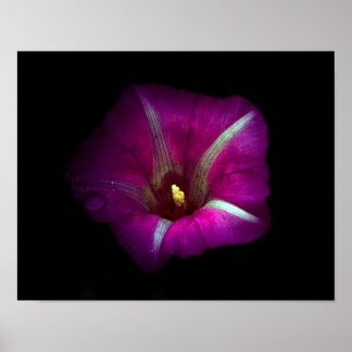 Poster Morning Glory Flower