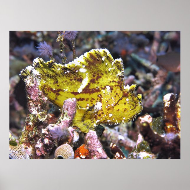 Poster Morph Leaf Scorpionfish amarelo (Frente)