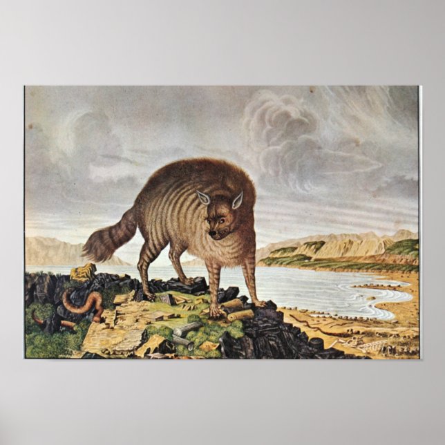 Poster "Morra, gestreifte Hyäne" (Frente)