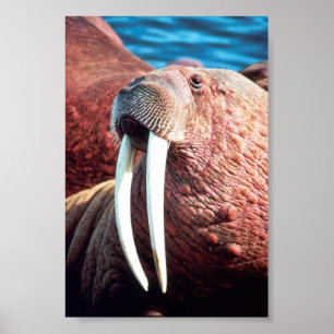 Poster Morsa