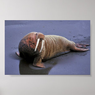 Poster Morsa na reserva natural do nacional de Togiak