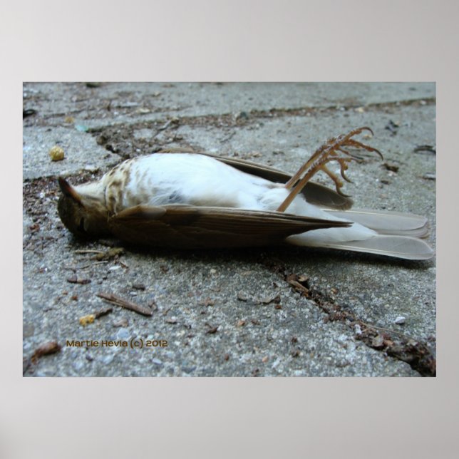 Pôster Morte (Frente)