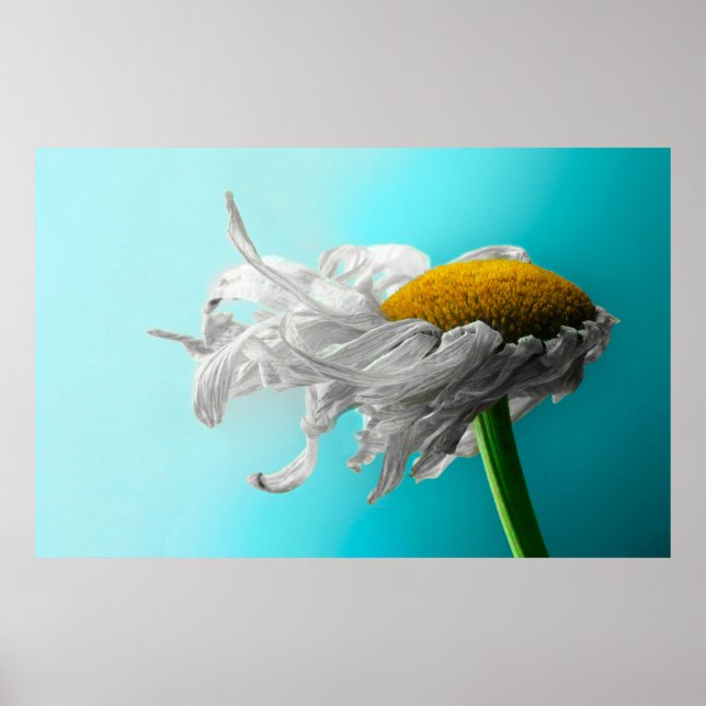 Poster Morto Disies Raramente Mente (Frente)