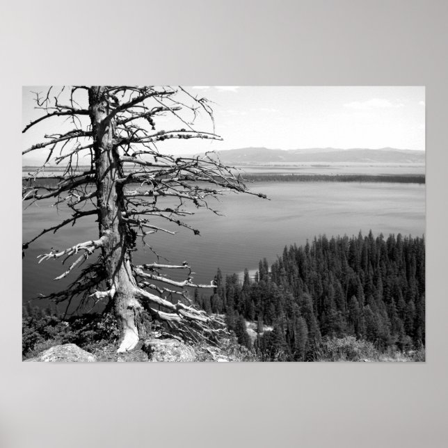 Poster Morto, Jenny Lake, Grand Teton, Wyoming (Frente)