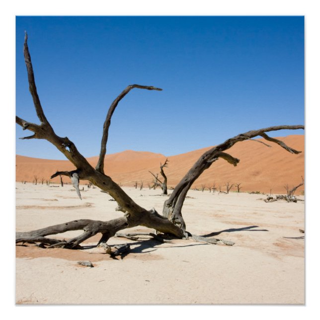 Pôster Morto Vlei, Namíbia (Frente)