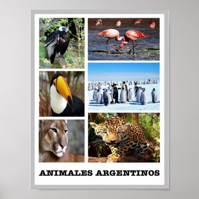 Poster Mosaico Animales Argentinos - (Frente)