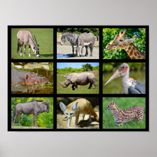 Poster Mosaico de animais africanos