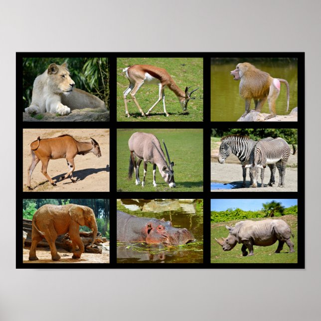 Poster Mosaico de animais africanos (Frente)