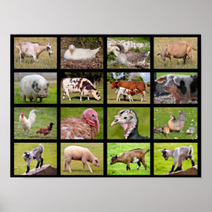 Poster Mosaico de animais de exploração