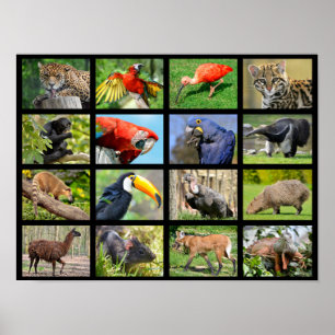 Poster mosaicos animais sul-americanos