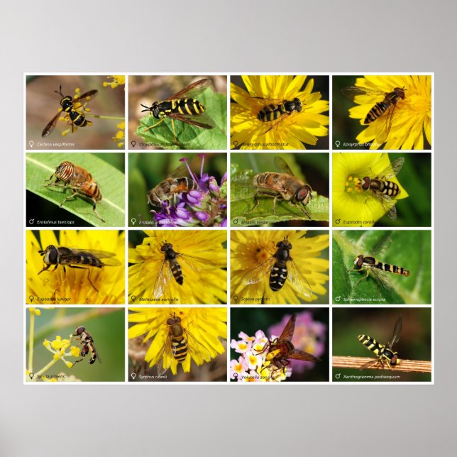 Pôster Moscas Flores (Frente)