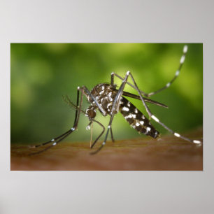 Poster mosquito Tigre