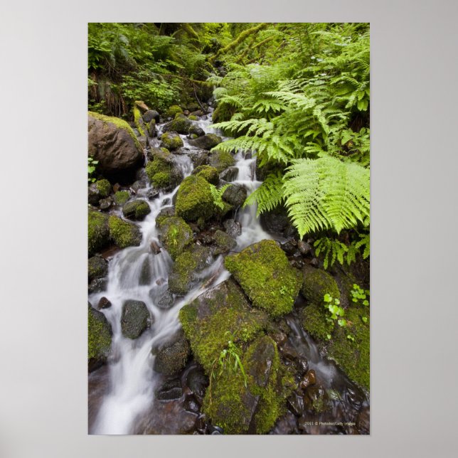 Pôster Moss covered rocks with blurred water and ferns (Frente)