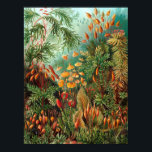 Poster Moss (Muscinae) por Haeckel<br><div class="desc">Kunstformen der Nature (1904),  placa 72: Muscinae. Kunstformen der Nature (conhecido em inglês como Art Forms in Nature) é um livro de impressões litográficos e de meio tom do biólogo alemão Ernst Haeckel.</div>