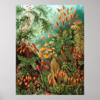 Poster Moss (Muscinae) por Haeckel